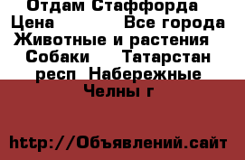 Отдам Стаффорда › Цена ­ 2 000 - Все города Животные и растения » Собаки   . Татарстан респ.,Набережные Челны г.